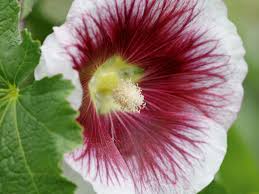 Image result for Alcea (althaea) rosea