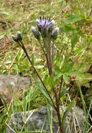 Attēlu rezultāti vaicājumam “Saussurea esthonica flower”
