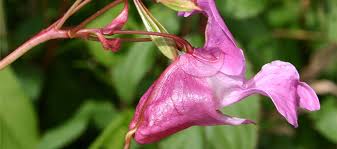 Attēlu rezultāti vaicājumam “Impatiens glandulifera flower”