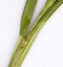 Attēlu rezultāti vaicājumam “Carex remota leaf”