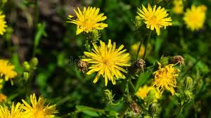 Attēlu rezultāti vaicājumam “Crepis tectorum flower”