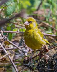 Attēlu rezultāti vaicājumam “Chloris chloris male”