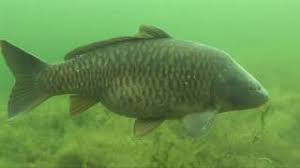 Image result for Cyprinus megalophthalmus