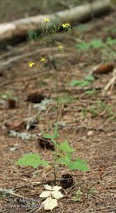 Attēlu rezultāti vaicājumam “Mycelis muralis”