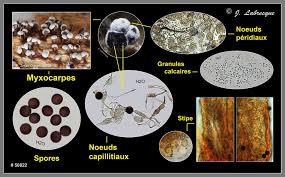 Attēlu rezultāti vaicājumam “Physarum xanthinum sessile”