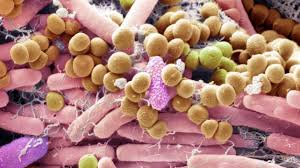 Attēlu rezultāti vaicājumam “fungi”