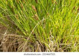 Attēlu rezultāti vaicājumam “Carex appropinquata”