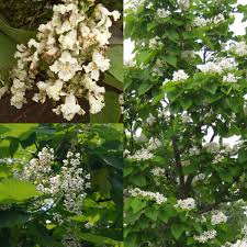 Attēlu rezultāti vaicājumam “Catalpa ovata flower”