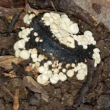 Attēlu rezultāti vaicājumam “Hymenoscyphus fructigenus”