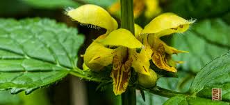 Attēlu rezultāti vaicājumam “Lamiastrum galeobdolon bud”