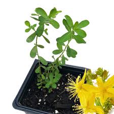 Image result for Hypericum perforatum