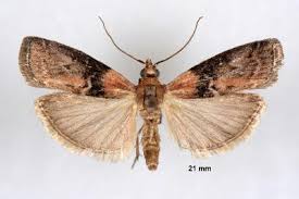 Attēlu rezultāti vaicājumam “Sciota adelphella”