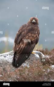 Attēlu rezultāti vaicājumam “Aquila chrysaetos adult”