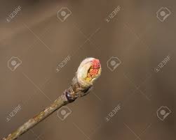 Attēlu rezultāti vaicājumam “Sorbus aucuparia bud”