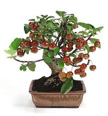 Attēlu rezultāti vaicājumam “Malus domestica”