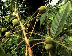 Attēlu rezultāti vaicājumam “Trichia erecta stalked”