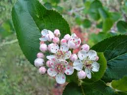 Attēlu rezultāti vaicājumam “Aronia melanocarpa flower”