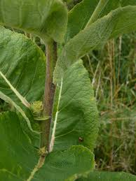 Attēlu rezultāti vaicājumam “Inula helenium leaf”