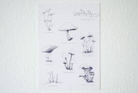 Attēlu rezultāti vaicājumam “Heyderia pusilla”