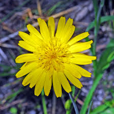 Image result for Tragopogon pratensis