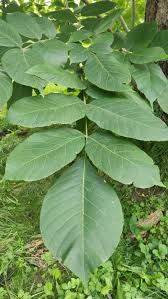 Attēlu rezultāti vaicājumam “Juglans ailanthifolia”