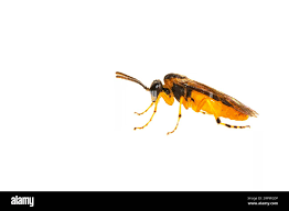 Attēlu rezultāti vaicājumam “Mellicta athalia upperside”