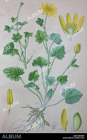 Attēlu rezultāti vaicājumam “Ficaria verna”