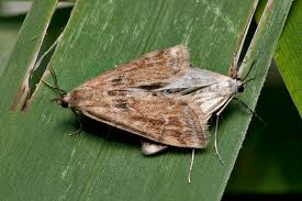 Attēlu rezultāti vaicājumam “Cataclysta lemnata”