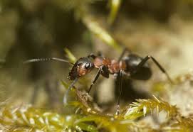 Attēlu rezultāti vaicājumam “Formica rufa imago”