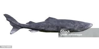 Image result for Somniosus microcephalus