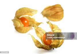 Attēlu rezultāti vaicājumam “Physalis alkekengi fruit”