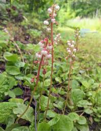 Attēlu rezultāti vaicājumam “Pyrola rotundifolia”