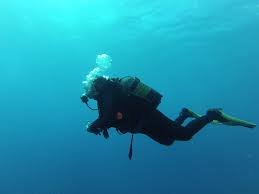 Image result for Canary Divers