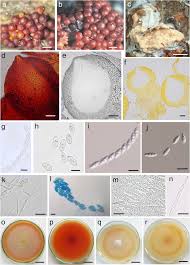 Attēlu rezultāti vaicājumam “Nectria sp., Neonectria sp.”
