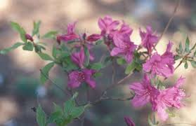 Attēlu rezultāti vaicājumam “Rhododendron sichotense flower”