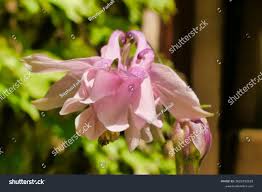 Attēlu rezultāti vaicājumam “Aquilegia vulgaris bud”