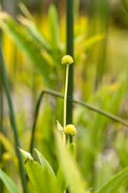Attēlu rezultāti vaicājumam “Ranunculus lingua bud”