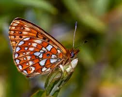 Attēlu rezultāti vaicājumam “Boloria eunomia underside”