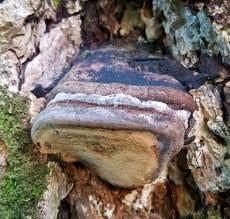 Attēlu rezultāti vaicājumam “Phellinus”