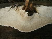 Attēlu rezultāti vaicājumam “Antrodia crassa”