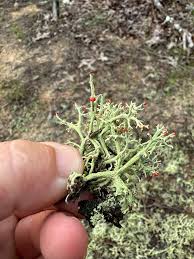 Attēlu rezultāti vaicājumam “Diachea muscorum”