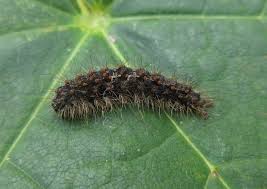 Attēlu rezultāti vaicājumam “Atolmis rubricollis”