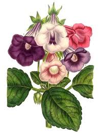 Image result for Sinningia