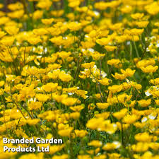 Attēlu rezultāti vaicājumam “Ranunculus flammula flower”