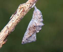 Attēlu rezultāti vaicājumam “Nymphalis xanthomelas pupa”