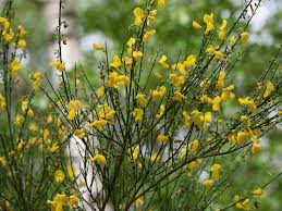 Image result for Cytisus scoparius
