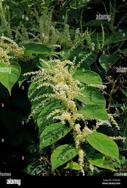 Attēlu rezultāti vaicājumam “Reynoutria japonica flower”