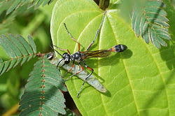 Attēlu rezultāti vaicājumam “Ammophila sp.”