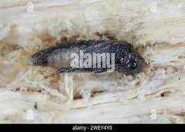 Attēlu rezultāti vaicājumam “Dasytes caeruleus imago”