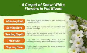 Attēlu rezultāti vaicājumam “Arenaria procera bud”